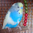 EaqW1fVWipc-channel-avatar-mithu valgo🐦