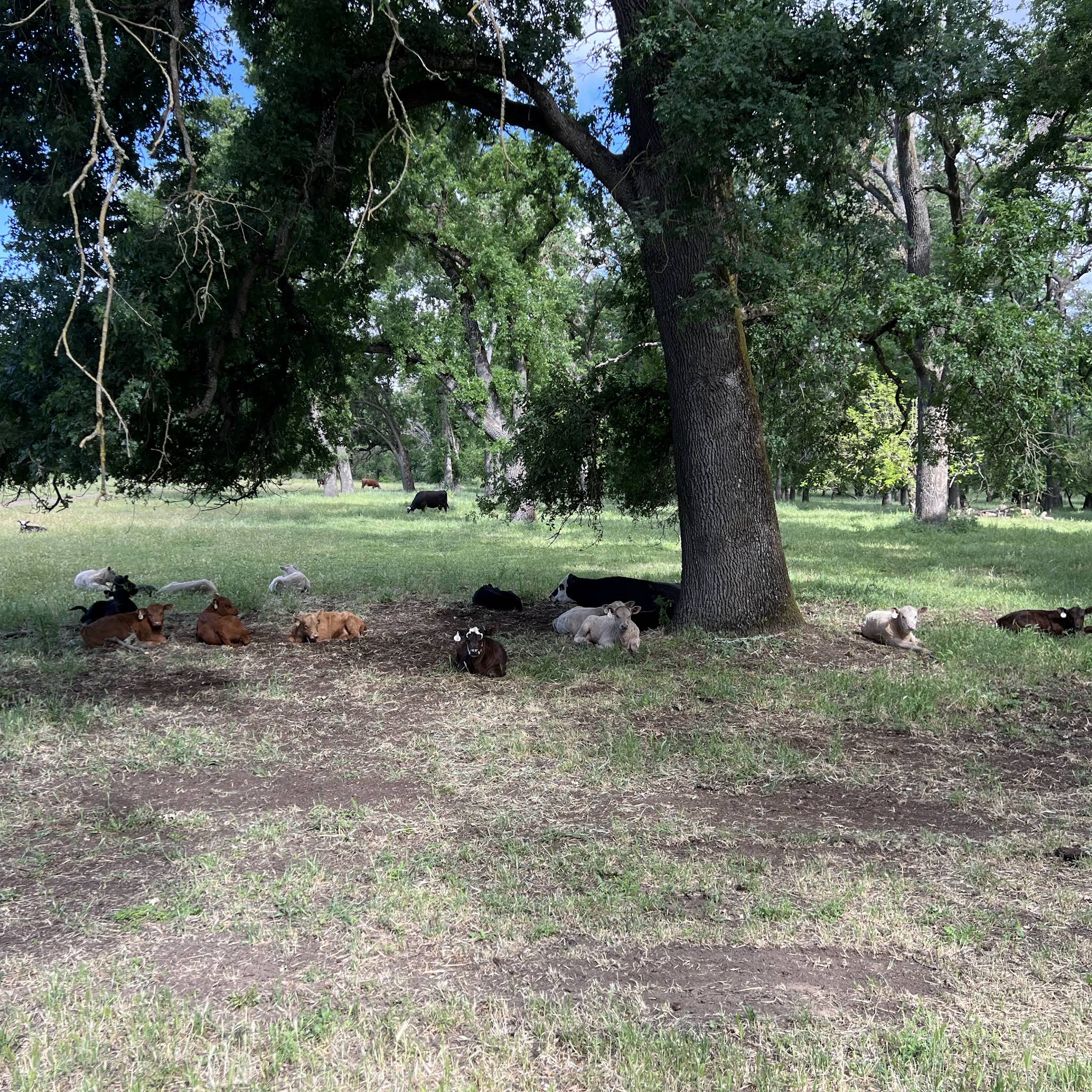 Post from Farmer Tyler Ranch