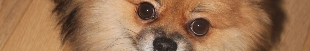 Pomeranian spitz dog Rubiq YouTube channel avatar