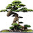 Nghệ thuật Bonsai Thanh Vịnh