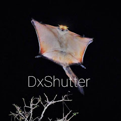 DxShutter avatar