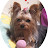 Yorkie Lan Fun Time--Senior couple's pet life--