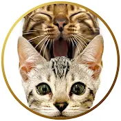 ナラ&キアラちゃんねる【猫の雑学】