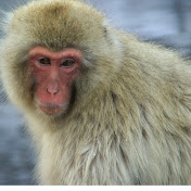 猿の鳴き声天才