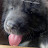 @Texas_caucasian_shepherd