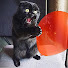 9O2eHGZBp7s-channel-avatar-Pet Gagsi
