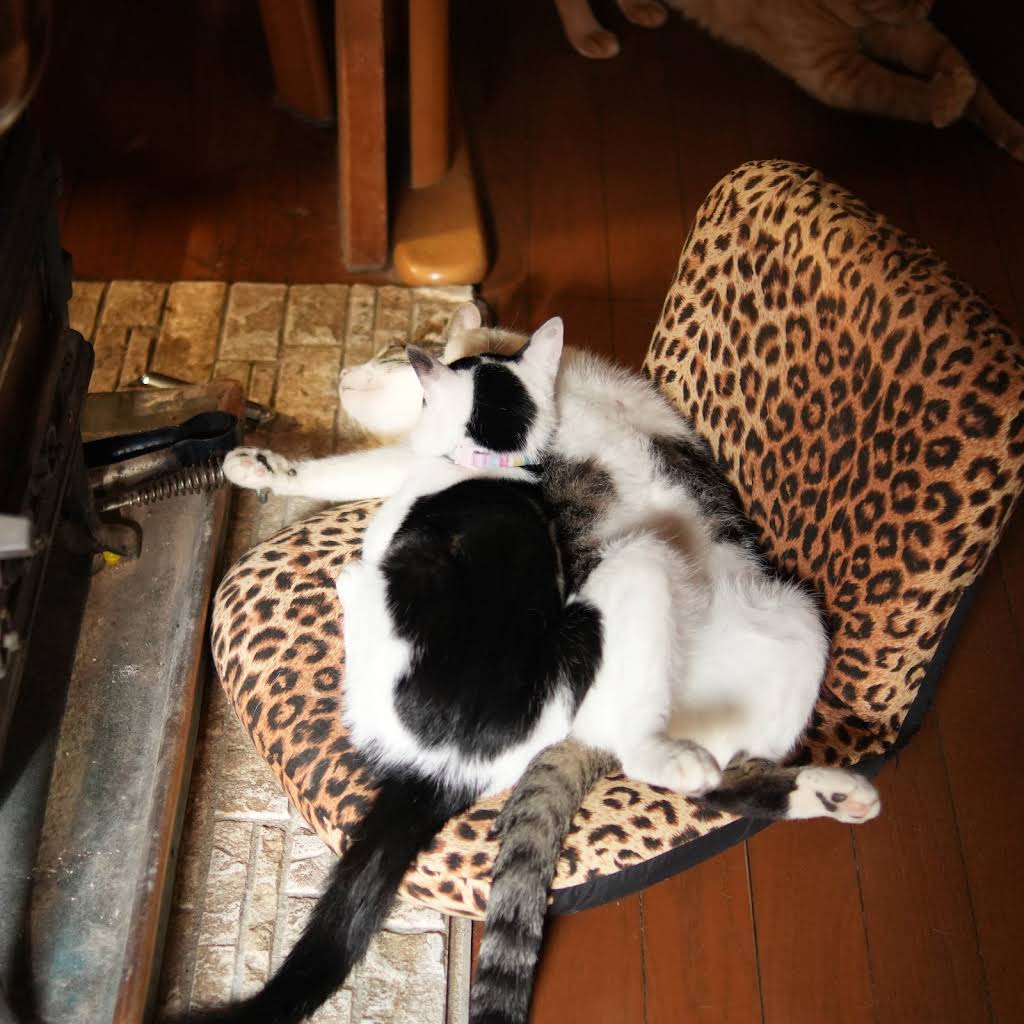 お座りねこちゃん YouTube