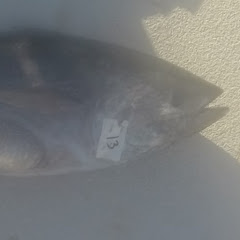 Jack's Fishing Channel