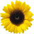 Sunflowerss Channel