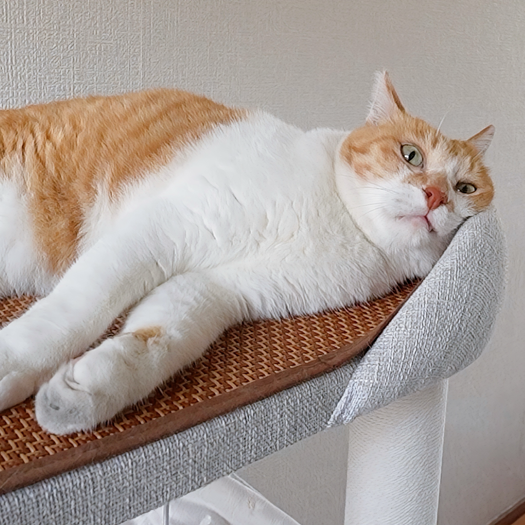 ChaCha: The Former Stray Cat - YouTube