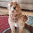 @Mini-Goldendoodle-Max