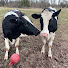 _f_7ECEhyyk-channel-avatar-Nauvoo Acres