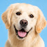 bMzYaxuflLk-channel-avatar-MAX Retriever