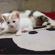 Kitten white