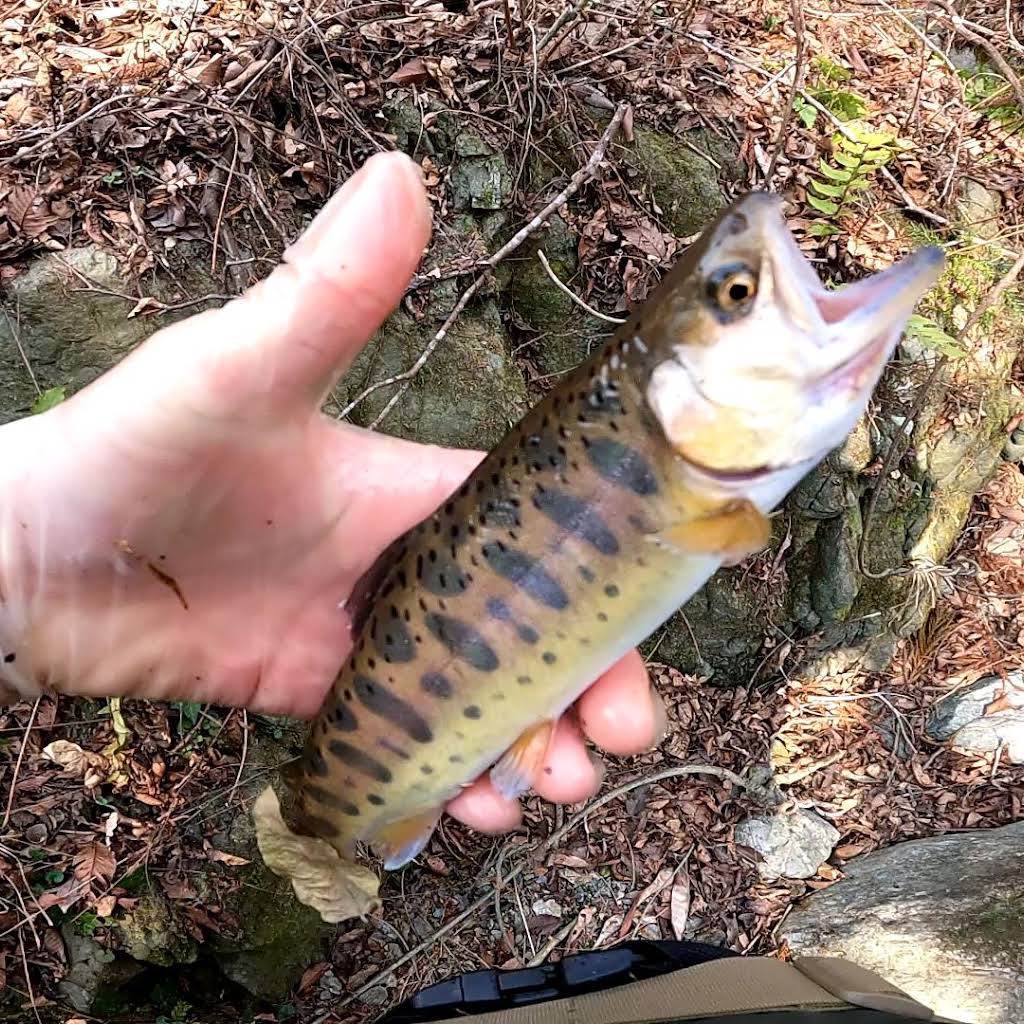 ベステルチョウザメ 約56㎝±直接引き取り限定埼玉県大里郡 観賞魚ショップ - kuretyouzame ページ！