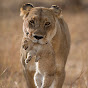Paws Guardian