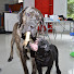 3RbwDRXdm0w-channel-avatar-Cane Corso Show