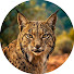 vn0HrAPElps-channel-avatar-Planète Incroyable and AITV Discovery | PT