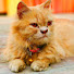 Cv1R8XOxVH0-channel-avatar-Tarif Cat Lover 