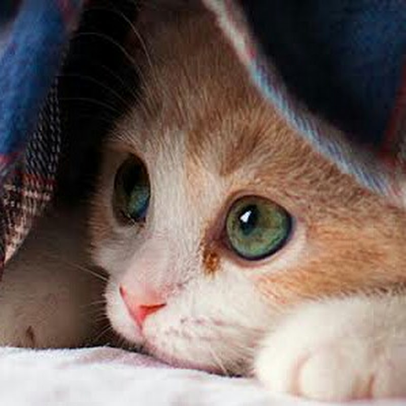 Cute Pets Land avatar