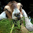 @Grass.eating.goat47
