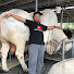 UsOrMfiL5Jg-channel-avatar-Sapi Kulo