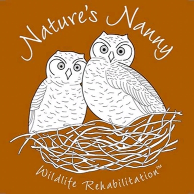 Official Nature's Nanny Wildlife Rehabilitation  avatar