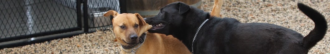 Dominant Dogs Avatar de chaîne YouTube