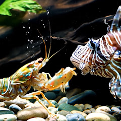 Aquarium Vs Ai