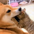 PXpEjjO-79Q-channel-avatar-R村の柴ねこ