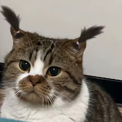funnyvibes 