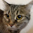 @mattpetreiman9367's avatar