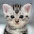 m0mF0vRJuHU-channel-avatar-Tiny Kittens - Rescue Center