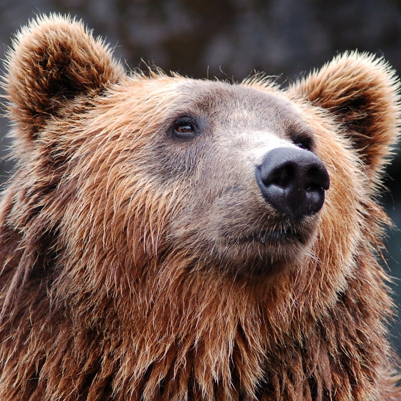 Ciekawostki o Zwierzętach