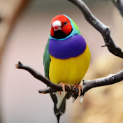 Wildlife Telecast Official