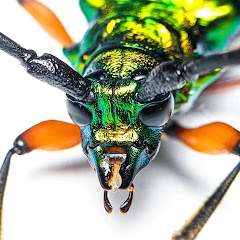 Thumbnail of related channel