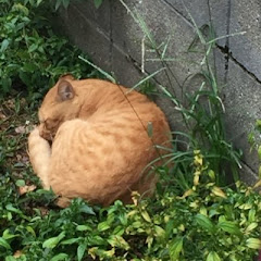 サーマル