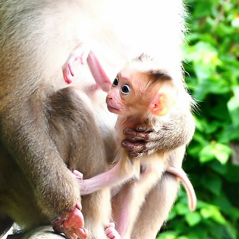 Animal Village CUTEST