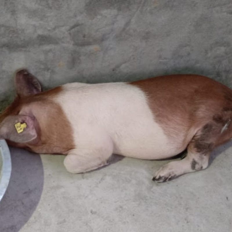 40 GAJ PIG FARM SONIPAT