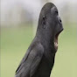 crow with the gorilla head