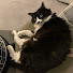 6x6Ey4QiAEg-channel-avatar-猫とふたり。