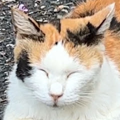 癒しにゃんず😸アイコン画像