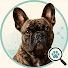 GkXIeEEc1cM-channel-avatar-The Dog Behavior Lab