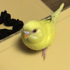 セキセイインコのピコ[インコ動画]アイコン画像