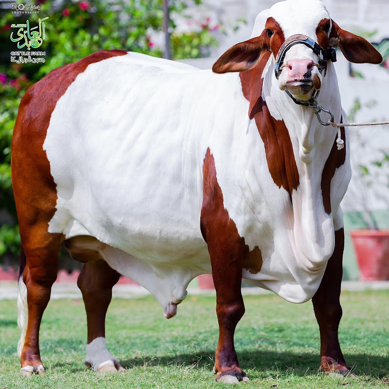 Hire The Cattle Collection — Pets & Animals YouTube creator for sponsorships