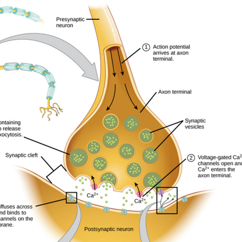 Human Physiology