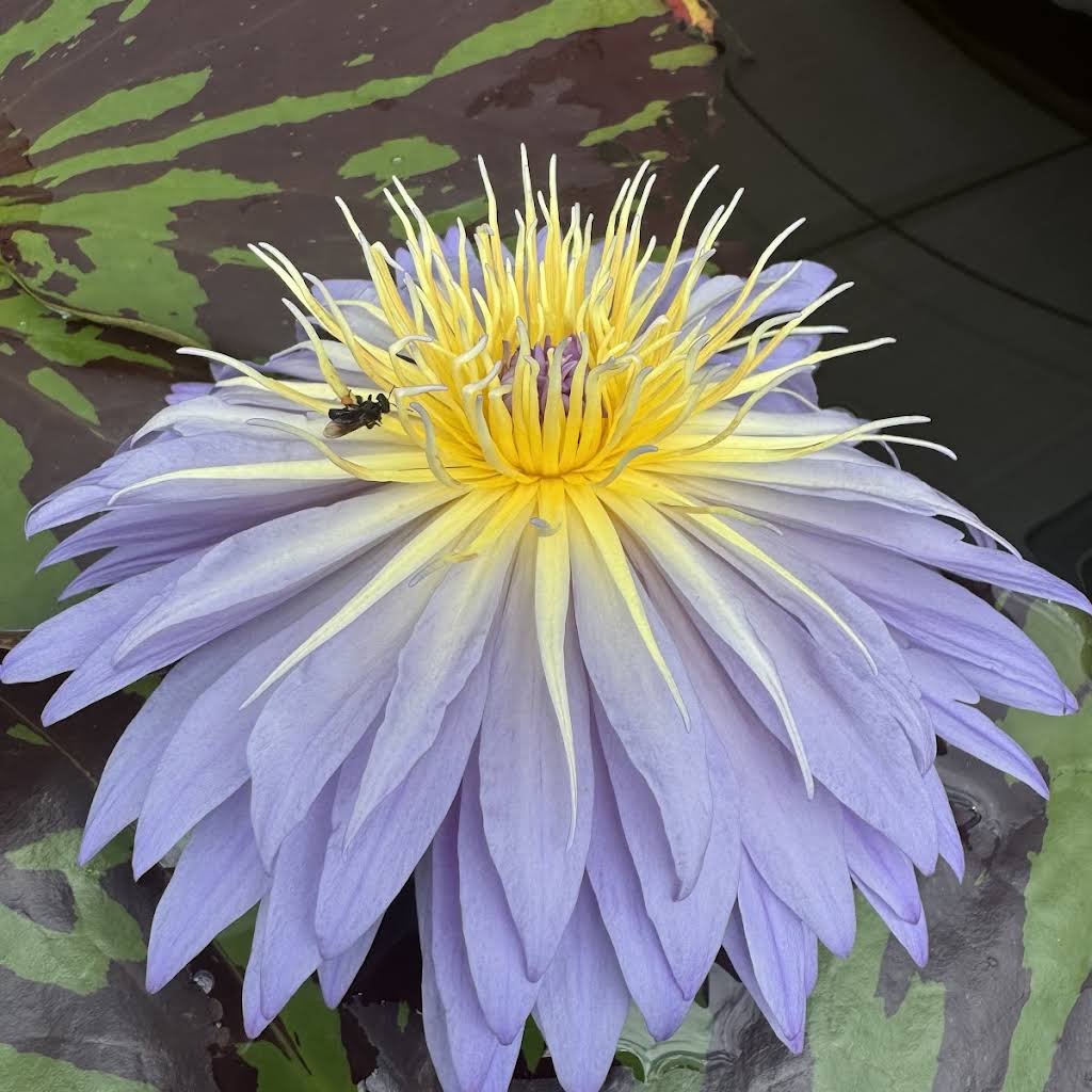 Post from singwaterlilygarden - YouTube