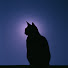 pRdULt0HDWs-channel-avatar-velvet paws