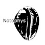 Notophys logo