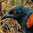 8gtTGdXfw_0-channel-avatar-ALL BIRD